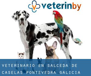 veterinario en Salceda de Caselas (Pontevedra, Galicia) veterinario en Salceda de Caselas (Pontevedra, Galicia)