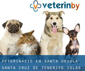 veterinario en Santa Úrsula (Santa Cruz de Tenerife, Islas Canarias)