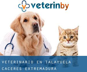 veterinario en Talayuela (Cáceres, Extremadura) veterinario en Talayuela (Cáceres, Extremadura)