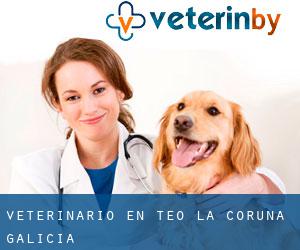 veterinario en Teo (La Coruña, Galicia)