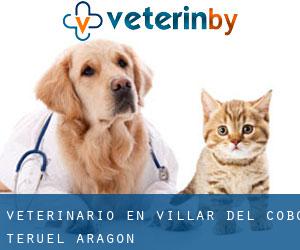 veterinario en Villar del Cobo (Teruel, Aragón)