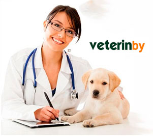 Buscador de veterinarios Buscador de veterinarios