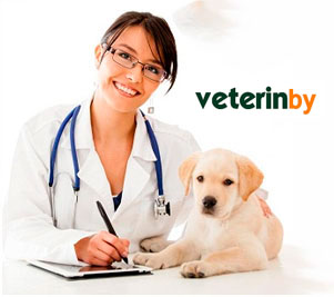 Buscador de veterinarios